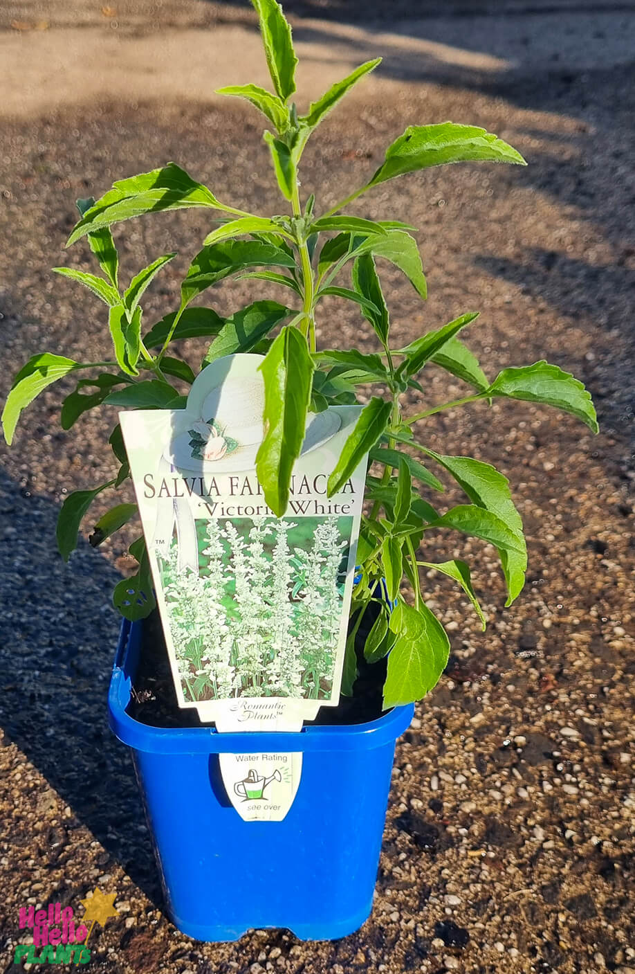 Salvia 'Victoria White' 4" Pot