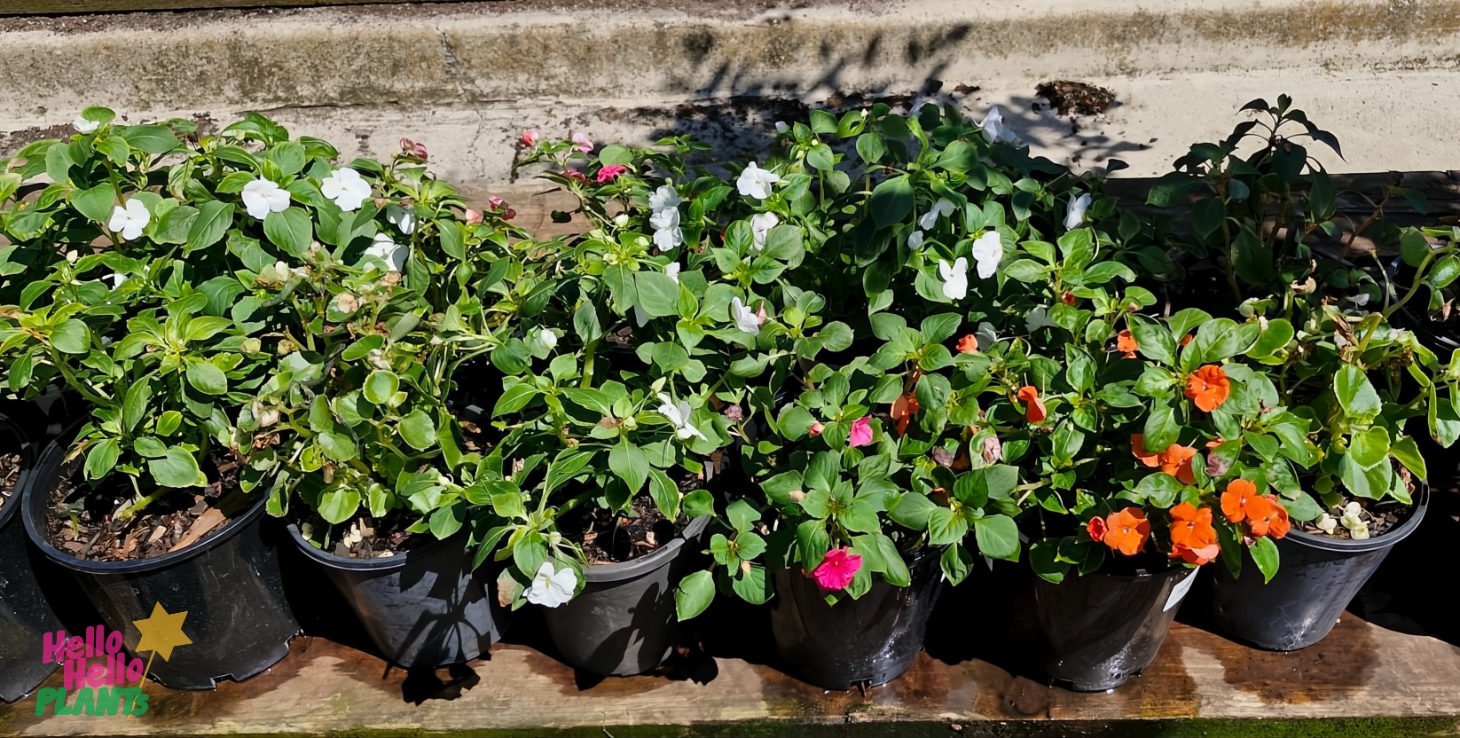 An Impatiens Mix 8" Pot showcases vibrant blooms in white, pink, and orange on a wooden surface.