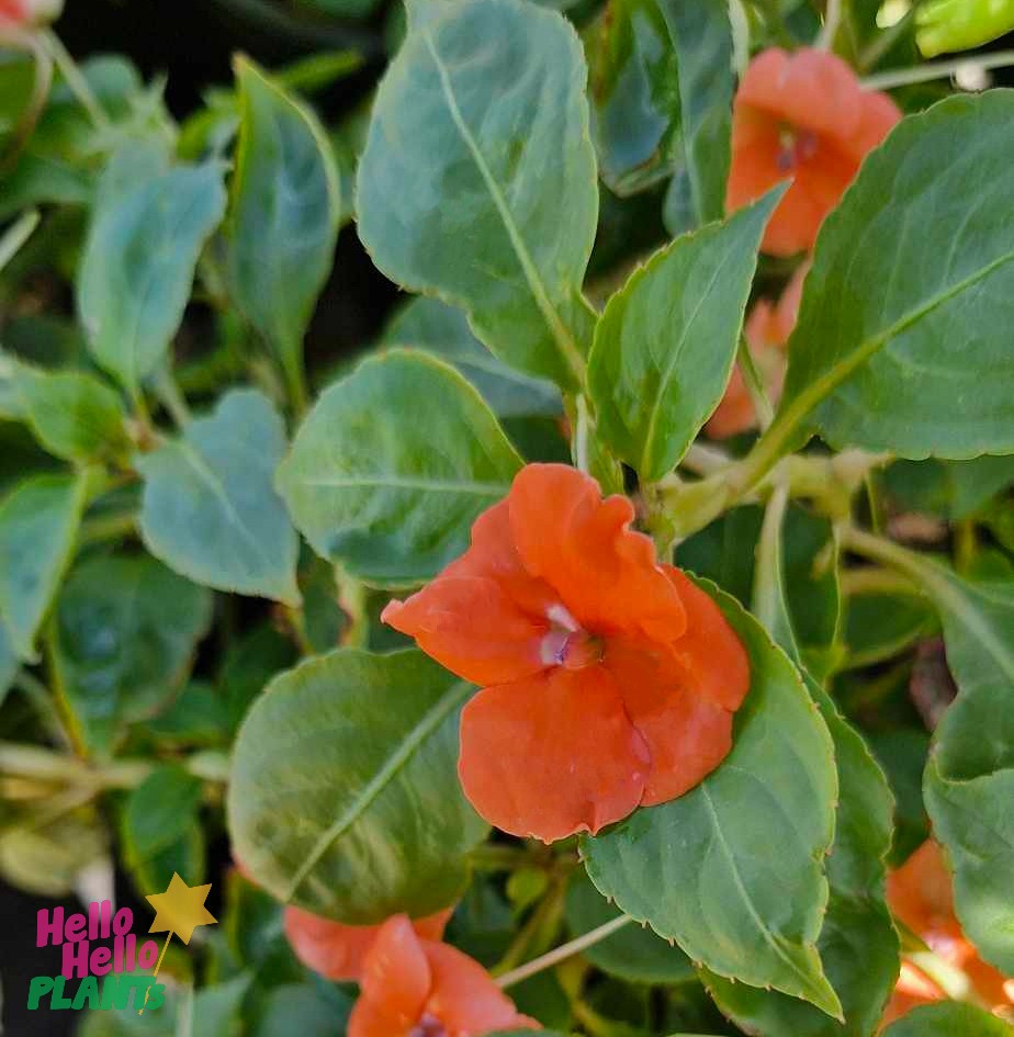 Vibrant impatiens bloom among lush greenery, beautifully arranged in an 8" pot featuring the charming "Hello Hello Plants" logo.