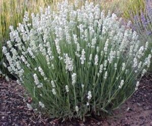Lavandula 'White' Lavender in a 10" pot has long green stems and clusters of small white flowers, thriving in mulched garden beds.
