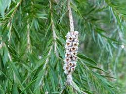 Melaleuca styphelioides Prickly leaved Paperbark