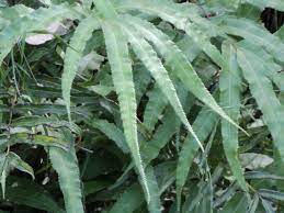 PTERIS MULTIFIDA SPIDER BRAKE FERN