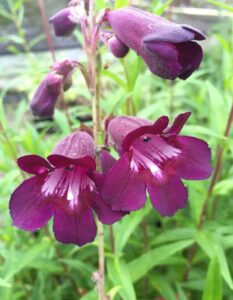 Penstemon 'Blackbird' 4" Pot features close-up deep purple flowers with white and pink throat markings, highlighted by green foliage.