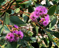 'Purple Leaf Mallee Box' (Port Lincoln Mallee)