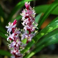 Reineckia 'Hyacinth Grass' in a 4" pot features clusters of small purple and white flowers on red stems, accented by long green leaves—an elegant addition to your plant collection.