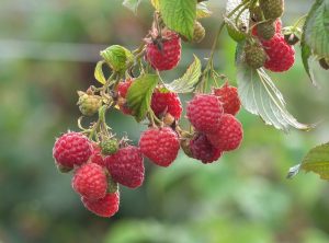 Rubus 'Tulameen' Raspberry 6" Pot