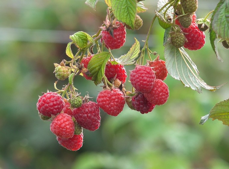 Rubus 'Tulameen' Raspberry 6" Pot