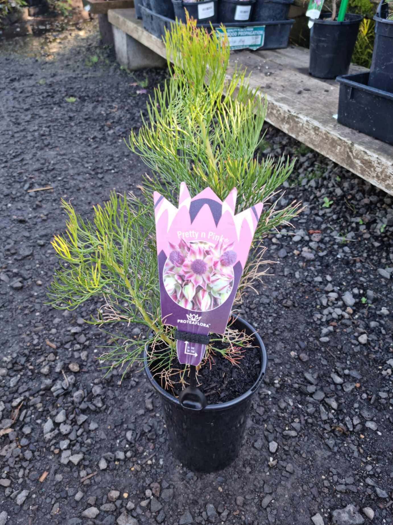 Serruria 'Pretty n Pink' PBR 6" Pot