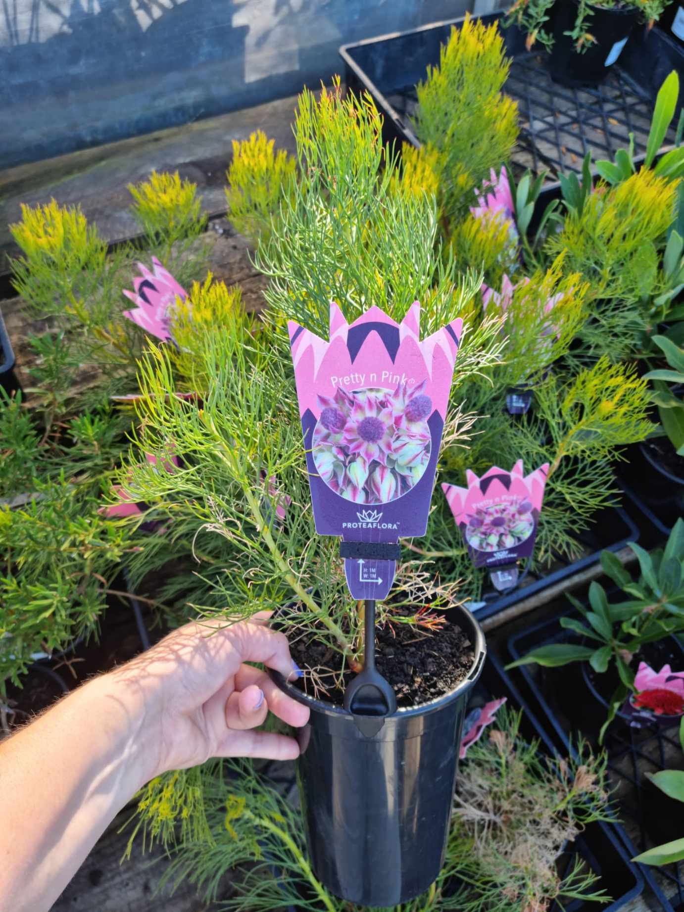 Serruria 'Pretty n Pink' PBR 6" Pot
