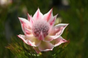 Close-up of Serruria 'Pretty n Pink' PBR 6" Pot, showing pink and white pointed petals and a fuzzy center against a blurred green background. Ideal for display in your home or garden.