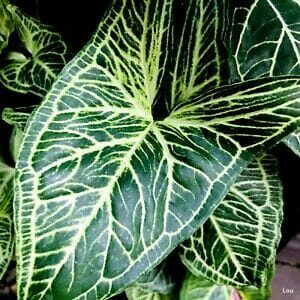 Syngonium podophyllum BATIK