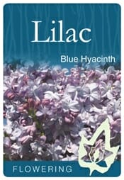 Syringa x hyacinthiflora Blue Hyacinth