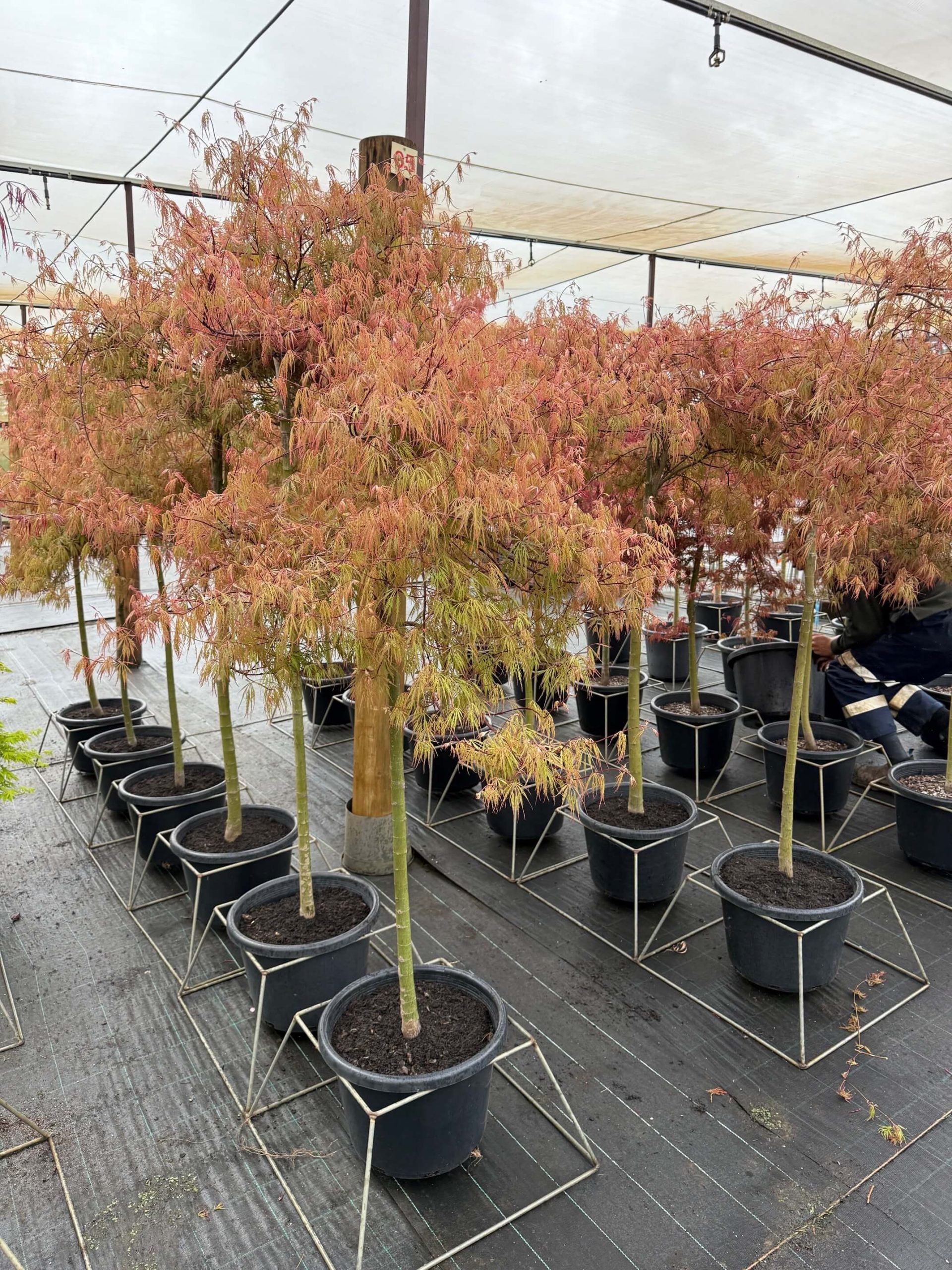Acer 'Chantilly Lace' Japanese Maple trees in 16" pots show off their reddish leaves, neatly arranged under a greenhouse on a black mat.