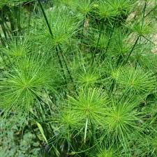 Cyperus 'Egyptian Papyrus' 8" Pot features a cluster of green plants with long, upright stems topped by umbrella-like tufts of fine, narrow leaves, growing densely in natural light and perfectly suited for an 8" pot.