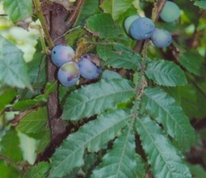 Close-up of blue-purple Davidsonia 'Queensland Davidson's' Plum fruits and serrated green leaves on a branch. Available in a 7" pot.