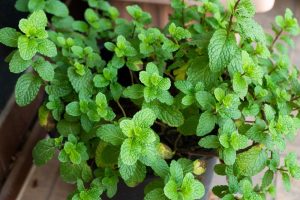 Mint 'Eau de Cologne' 4" Pot