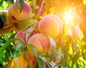 Prunus 'Goldmine' Nectarine (Dwarf) 7" Pot