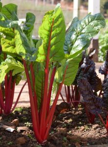 Rhubarb 4" Pot