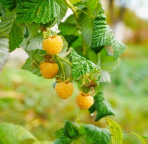 Rubus 'Gold' Raspberry 6" Pot