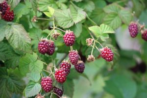 Rubus 'Willamette' Raspberry 6" Pot