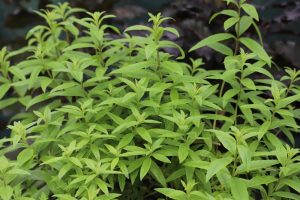 Verbena 'Lime' 4" Pot