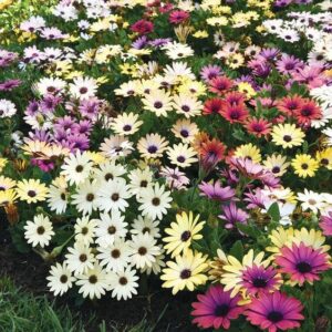 Osteospermum African Daisy Assorted Varieties 8" Pot