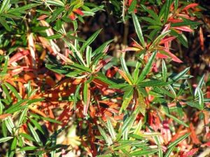 Berberis julianae Spring Glory Japanese barberry