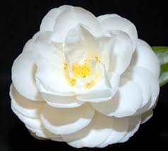 Camellia 'Ecclesfield' Camellia japonica