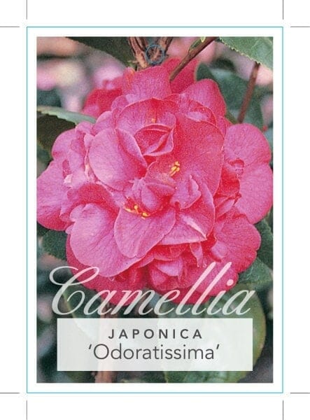 Camellia 'Odoratissima' Camellia japonica