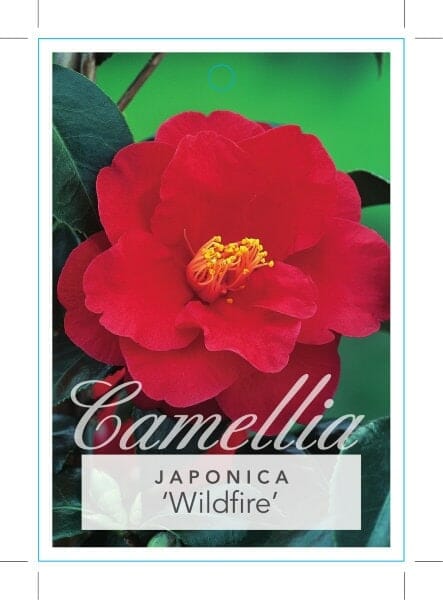 Camellia japonica Wildfire label