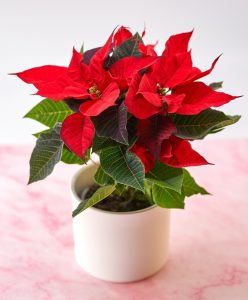 A vivid Euphorbia 'Poinsettia' Red, showcasing striking red and green leaves, sits in a pot on a pink marbled surface with a simple backdrop.