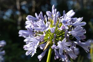 Agapanthus 'Baby Periwinkle' PBR 6" Pot