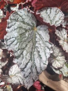 Close-up of a large Begonia rex 'Silver White' leaf with silver-green tones, wavy edges, and pronounced veins, surrounded by similar leaves with reddish undersides—showcasing the distinctive beauty of this variety.
