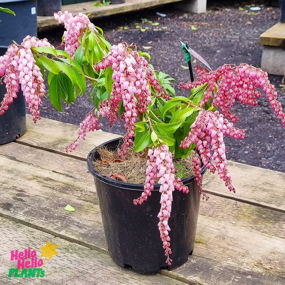 Pieris 'Christmas Cheer'