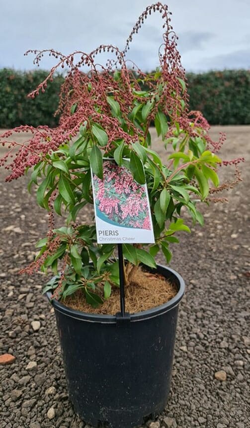 Hello Hello plants nursery melbourne victoria australia Pieris japonica Christmas Cheer Lily of the Valley Bush 8inch Pot