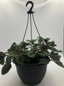 Plectranthus Nico Hanging Basket