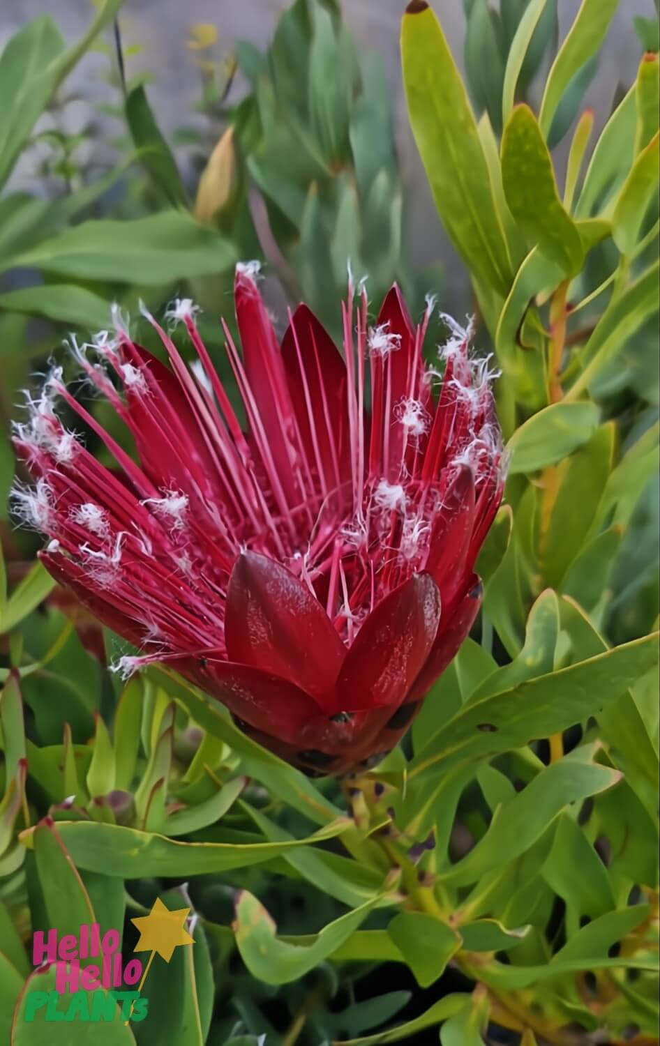 A close-up of Protea 'Clarks Red' shows the flower with white-tufted, slender stamens amid green leaves. The "Hello Hello Plants" logo appears in the bottom left corner.