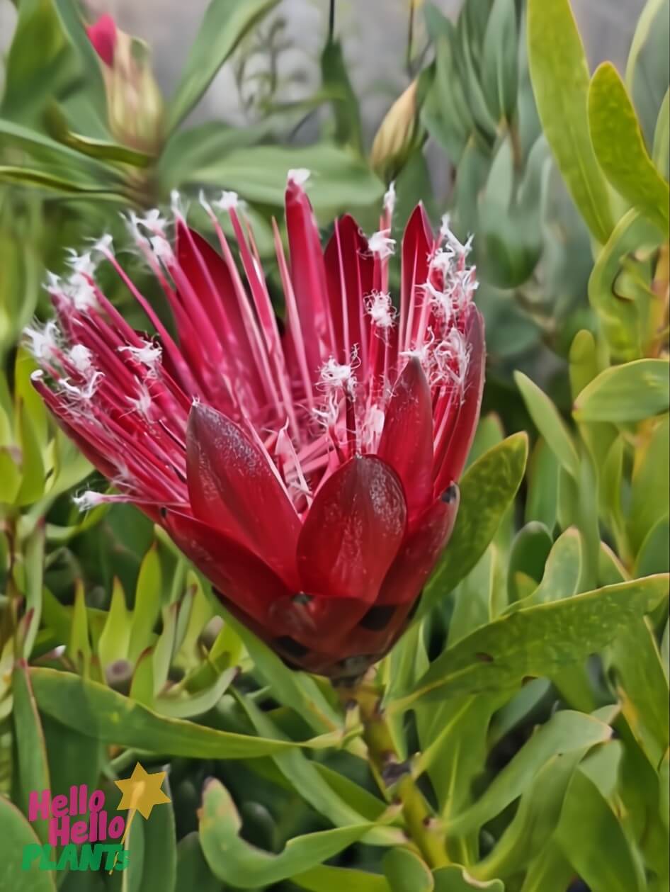 A Protea 'Clarks Red' bloom with striking petals and white-tipped stamens is set amid green foliage. The "Hello Hello PLANTS" logo is in the bottom left corner.