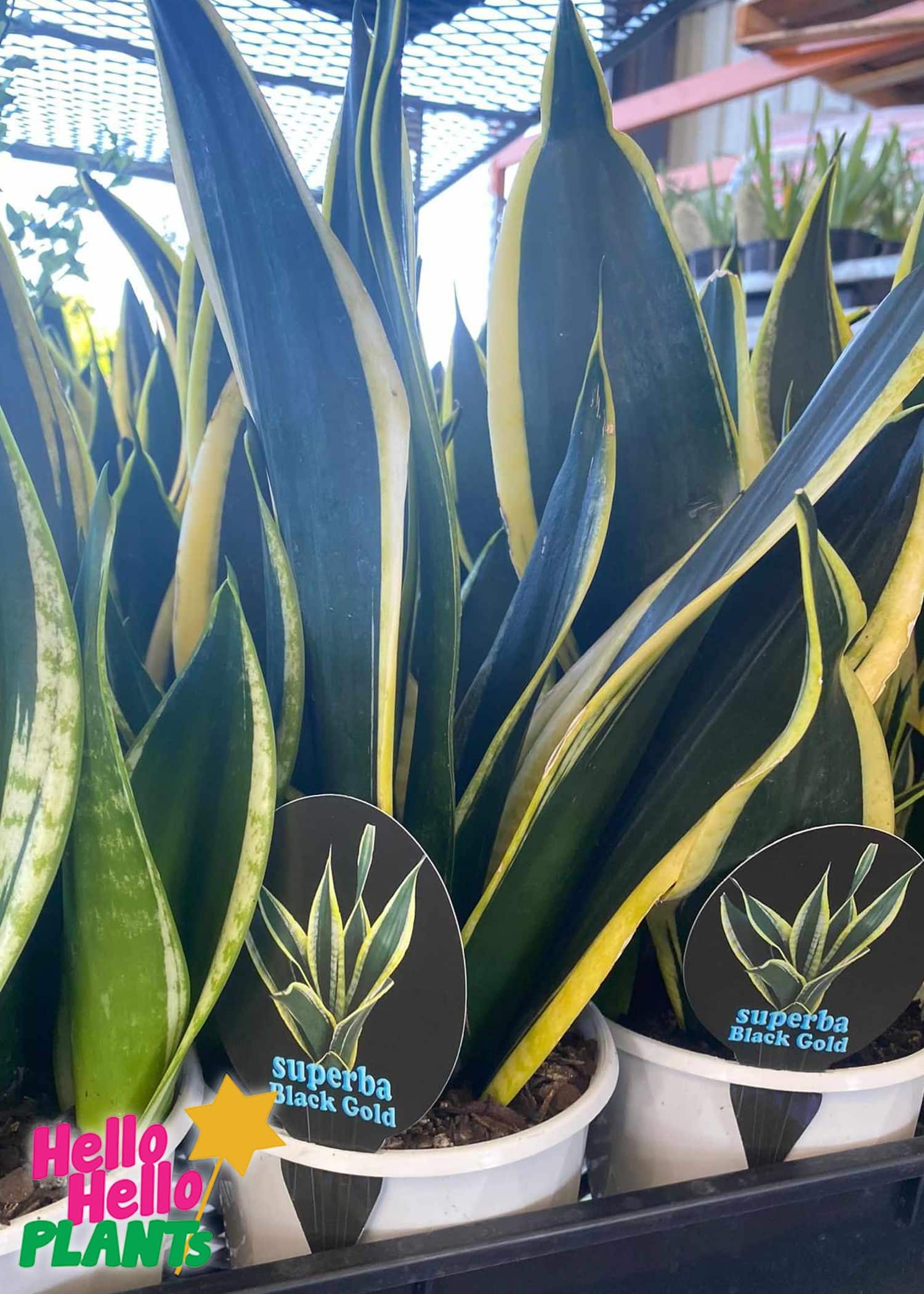Sansevieria 'Black Gold' Snake Plant 6" Pot