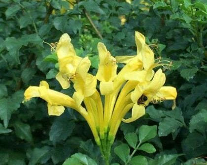 Bignonia capensis 'Aurea'