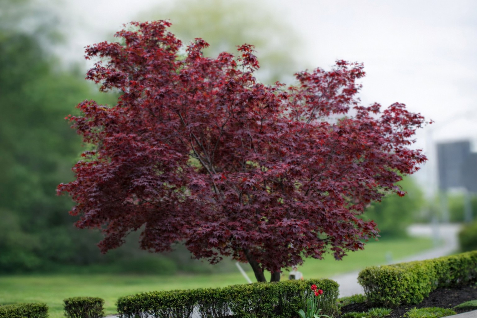 A Japanese maple with deep red leaves stands behind a neatly trimmed green hedge of Abelia 'Kaleidoscope' (Glossy Abelia) in a landscaped outdoor area.