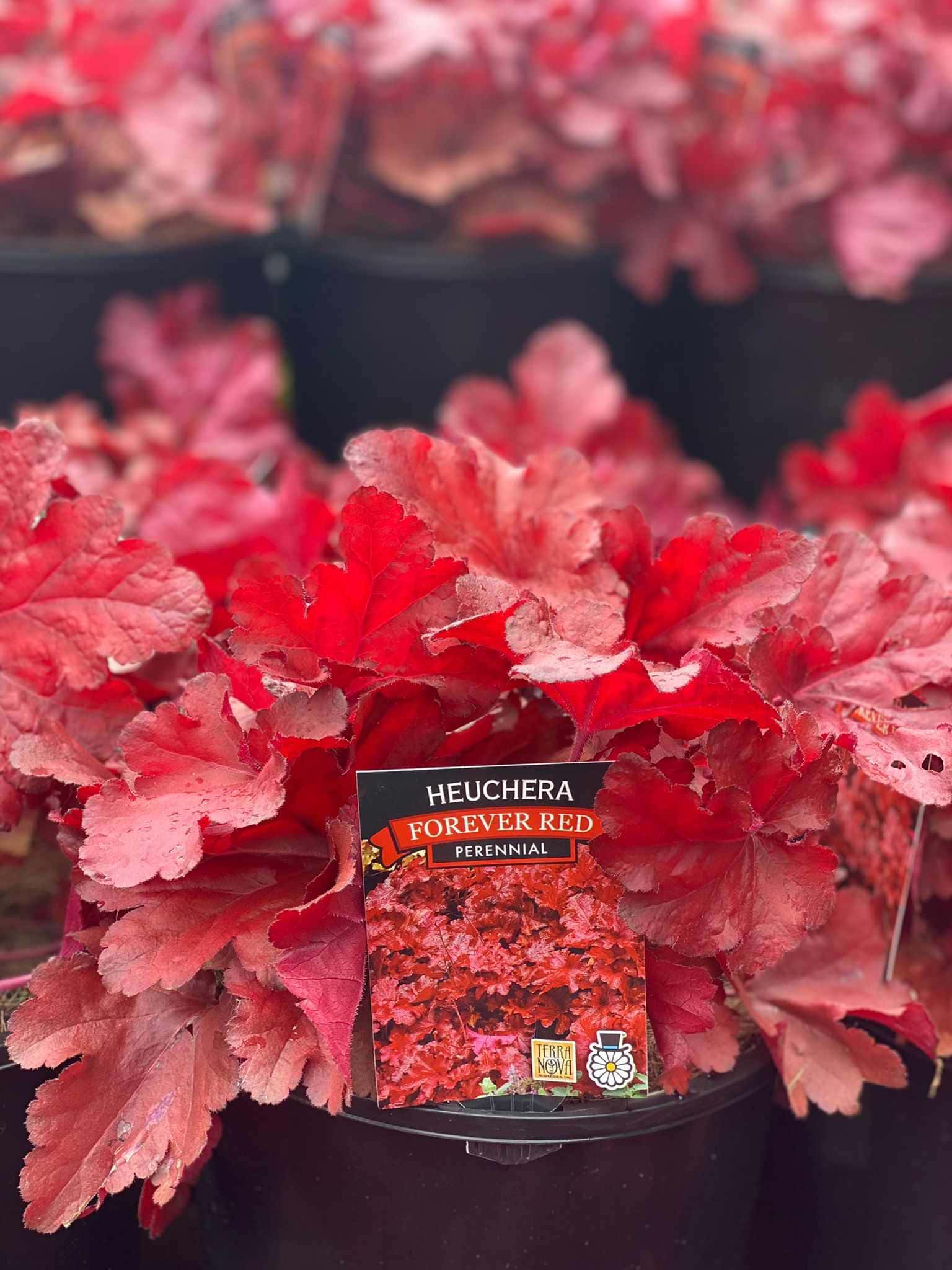 heuchera forever red coral bells