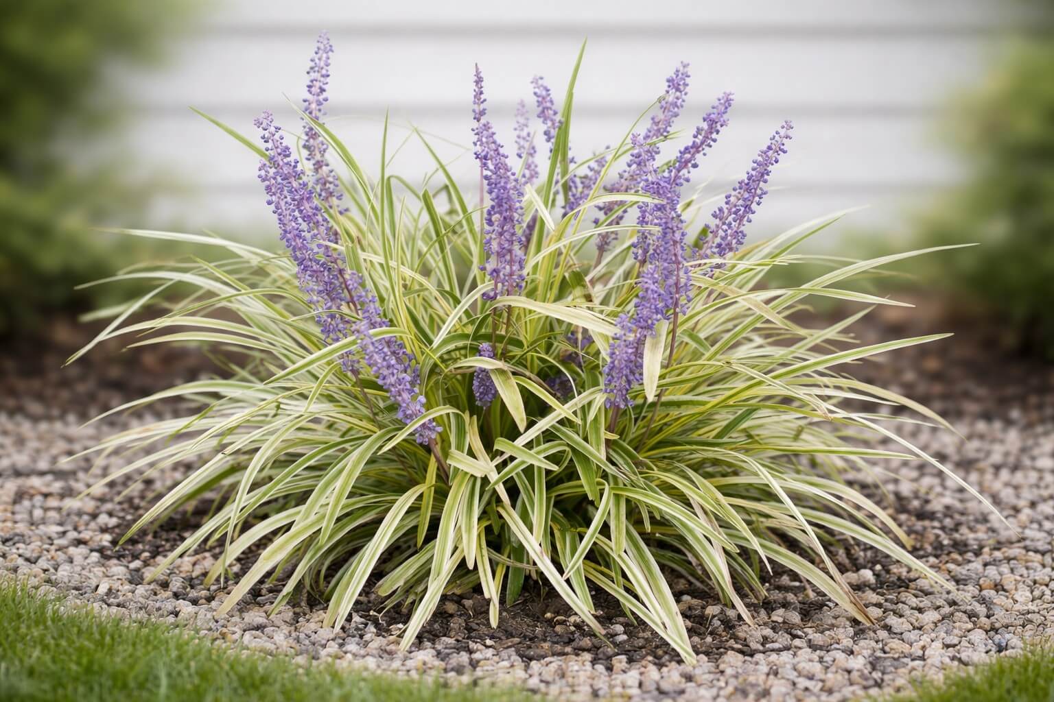 A variegated Liriope with long green and yellow leaves and tall purple flower spikes sits beside Abelia 'Kaleidoscope' (Glossy Abelia), bordered by small rocks in a landscaped garden bed.