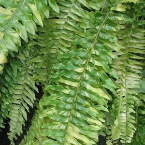 nephrolepis exaltata tiger fern, variegated boston fern
