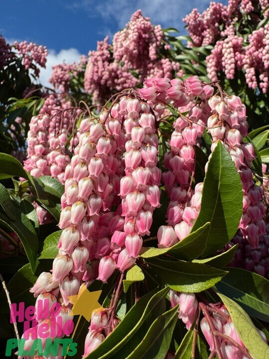 Pieris 'Christmas Cheer'