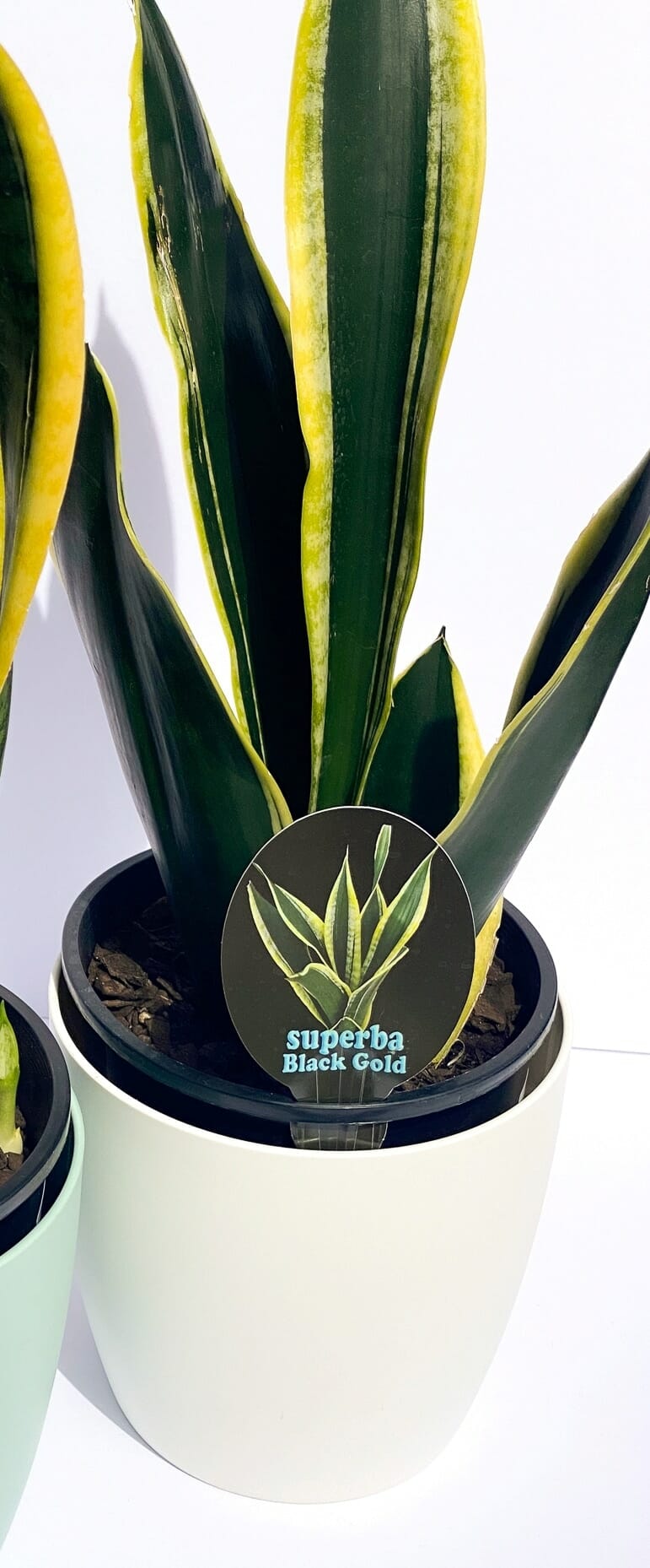 sanseveria suberba black and gold 6inch