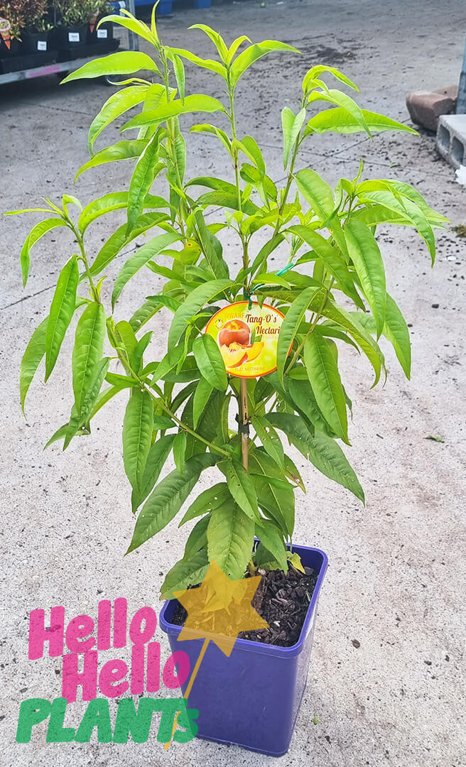 Prunus 'TangO's®' Dwarf Nectarine 7" Pot