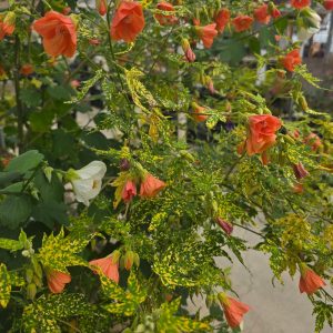 The lush green foliage of Abutilon 'Red', highlighted by its small red and white flowers, creates a vibrant tapestry of colors and textures in the garden, showcasing botanical beauty.