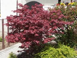 Acer 'Fireglow' Acer palmatum Japanese Maple