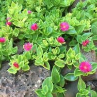 Aptenia 'Baby Sunrose' is a green succulent groundcover with bright pink flowers, ideal for rocky spots. Available in a 4" pot.
